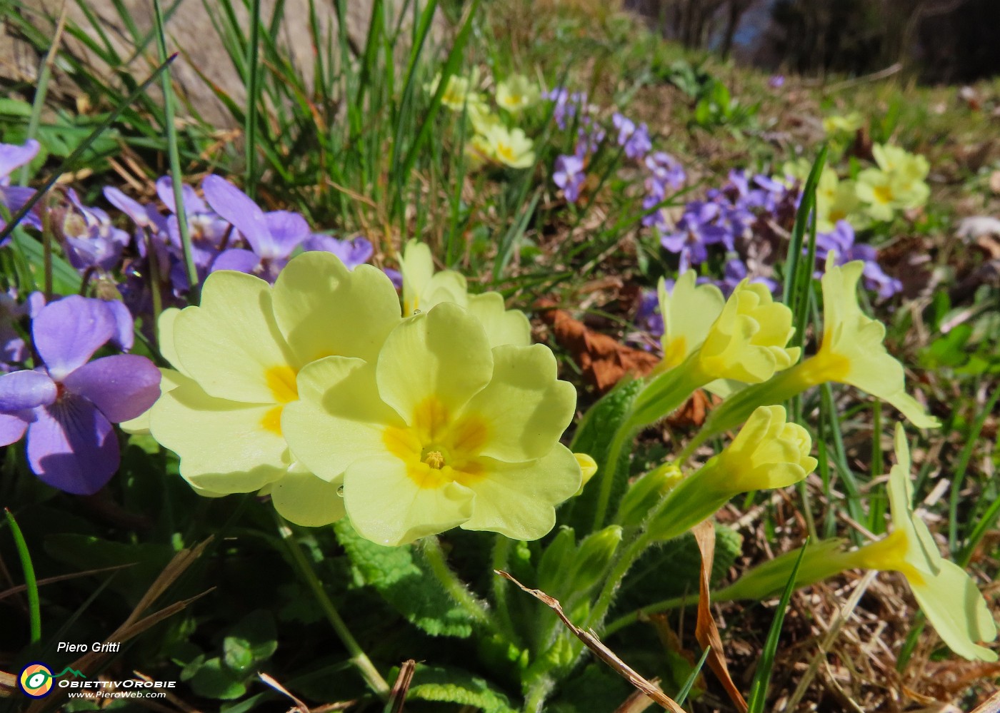 11 Sul sent. 505- Primula vulgaris-Primula comune.JPG